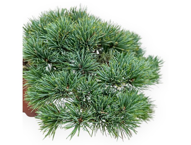 Pinus Pentaphylla - Pine five needles - 17 cm 2