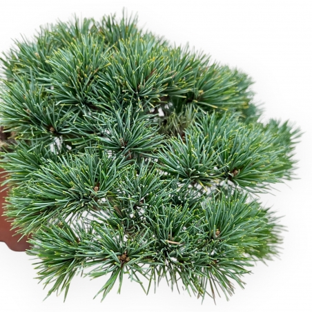 Pinus Pentaphylla - Den - 17 cm