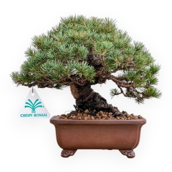 Pinus Pentaphylla - Pino a cinque aghi - 21 cm