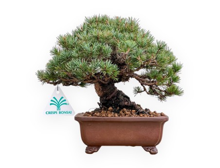 Pinus Pentaphylla Zuisho - Pino a cinque aghi - 21 cm