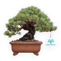 Pinus Pentaphylla - Pino - 21 cm