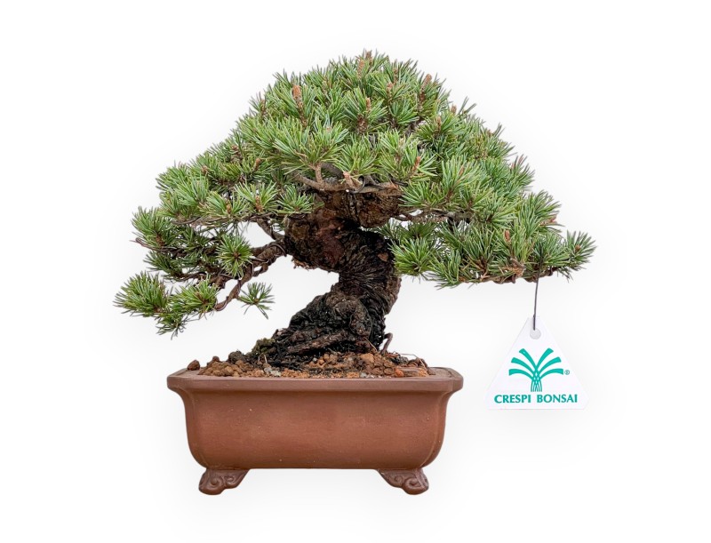 Pinus Pentaphylla - Den - 21 cm