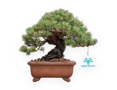 Pinus Pentaphylla - Kiefern - 21 cm