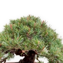 Pinus Pentaphylla - Pino - 21 cm