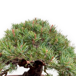 Pinus Pentaphylla - Kiefern - 21 cm