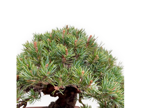 Pinus Pentaphylla - Den - 21 cm