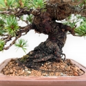 Pinus Pentaphylla - Pino - 21 cm