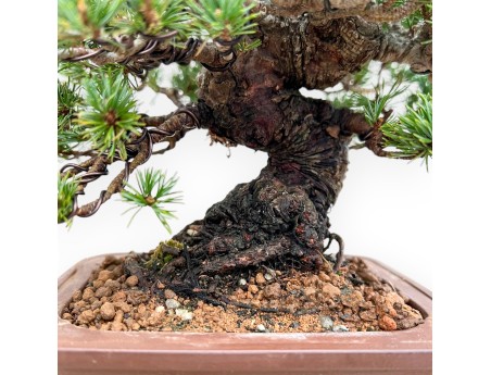 Pinus Pentaphylla - Kiefern - 21 cm
