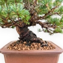 Pinus Pentaphylla - Pino - 21 cm