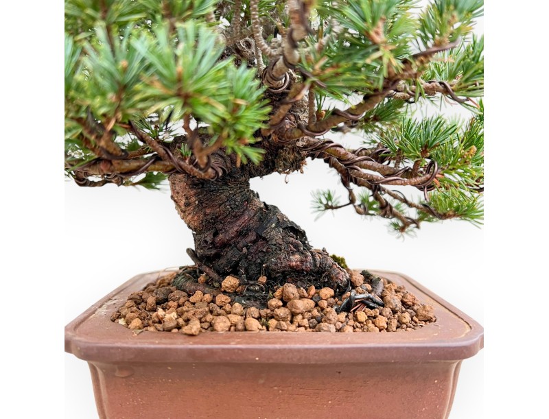 Pinus Pentaphylla Zuisho - Pino a cinque aghi - 21 cm