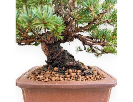Pinus Pentaphylla Zuisho - Pino a cinque aghi - 21 cm