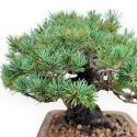 Pinus Pentaphylla - Pino - 21 cm