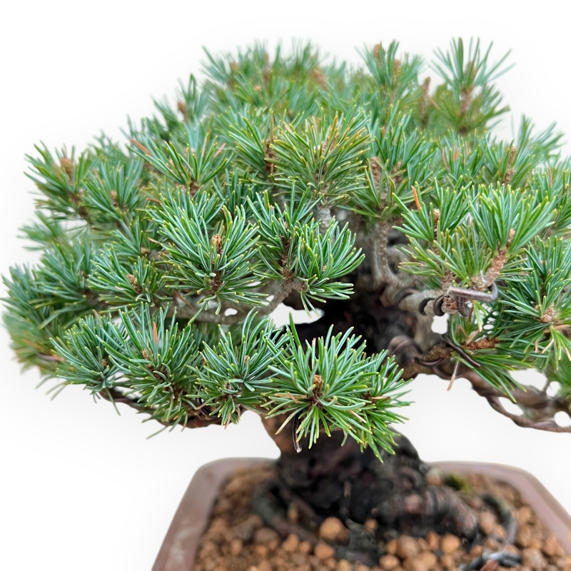 Pinus Pentaphylla - Kiefern - 21 cm