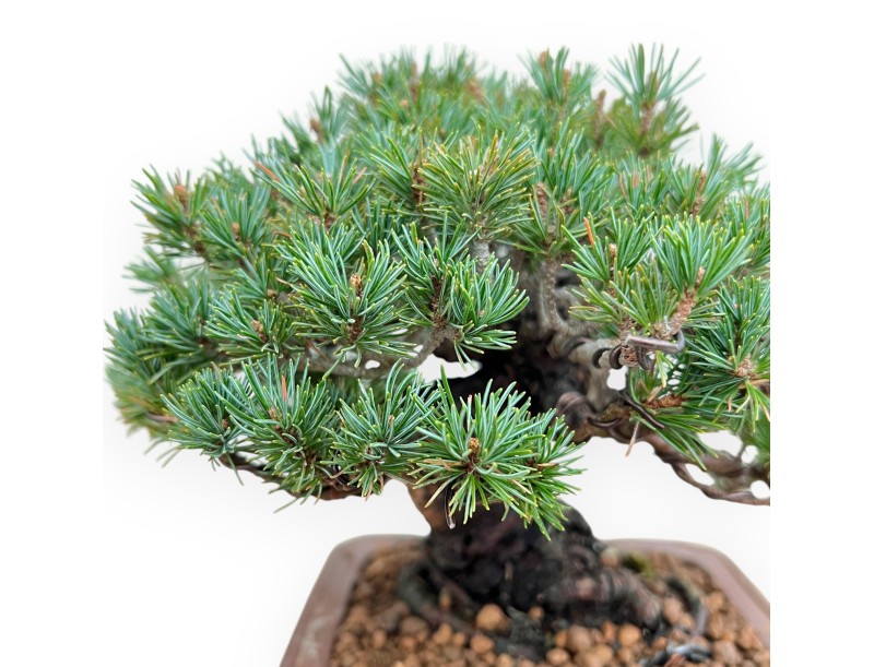 Pinus Pentaphylla Zuisho - Pino a cinque aghi - 21 cm