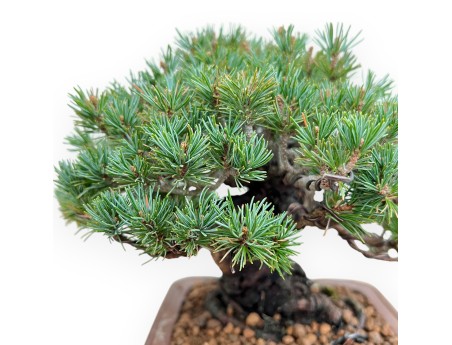 Pinus Pentaphylla - Den - 21 cm