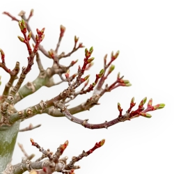 Acer Palmatum Shishigashira - Maple - 42 cm