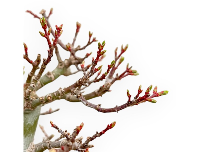 Acer Palmatum Shishigashira - Esdoorn - 42 cm