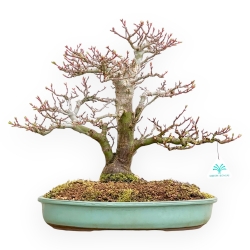 Acer Palmatum Shishigashira - Acero - 42 cm