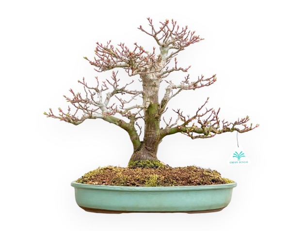 Acer Palmatum Shishigashira - Esdoorn - 42 cm