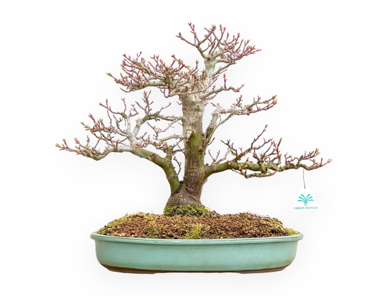 Acer Palmatum Shishigashira - Maple - 42 cm