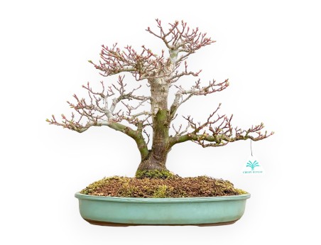Acer Palmatum Shishigashira - Ahorne - 42 cm