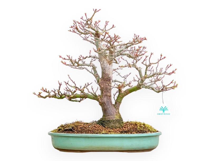 Acer Palmatum Shishigashira - Maple - 42 cm