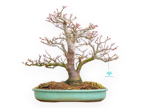 Acer Palmatum Shishigashira - Maple - 42 cm