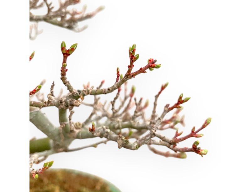 Acer Palmatum Shishigashira - Érable - 42 cm