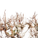 Zelkova Serrata - Olmo - 33 cm