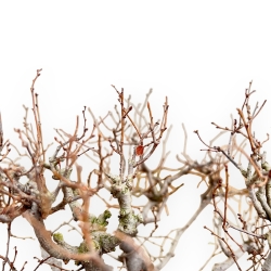 Zelkova Serrata - Olmo - 33 cm