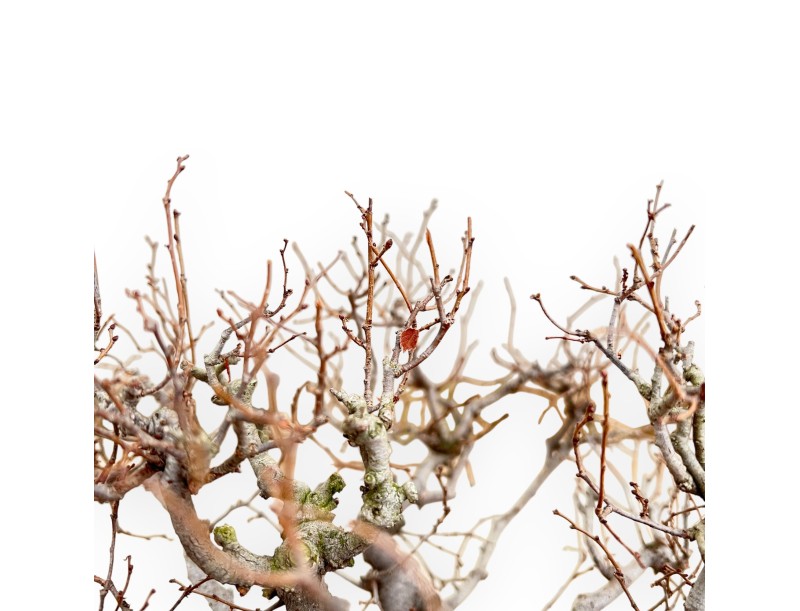 Zelkova Serrata - Ulmen - 33 cm