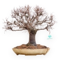 Zelkova Serrata - Olmo - 33 cm
