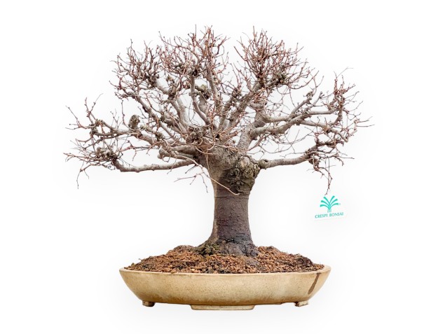 Zelkova Serrata - Orme - 33 cm