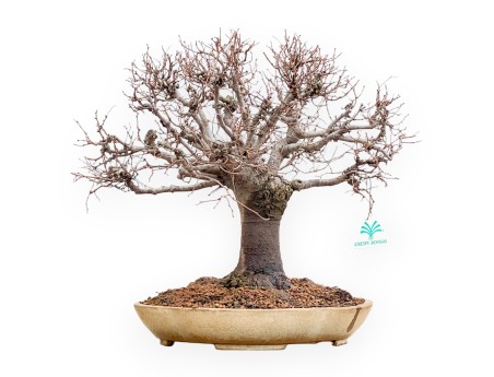 Zelkova Serrata - Olmo - 33 cm