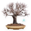 Zelkova Serrata - Olmo - 33 cm