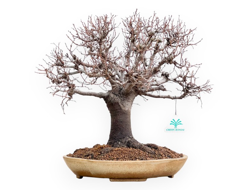 Zelkova Serrata - Elm - 33 cm