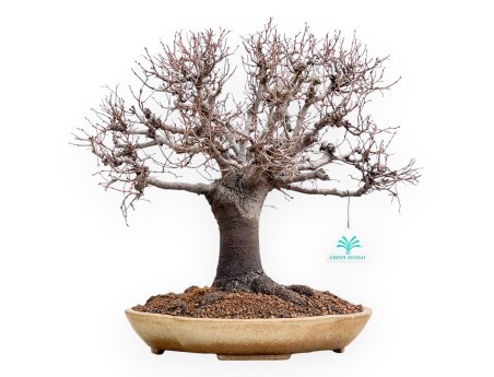 Zelkova Serrata - Olmo - 33 cm