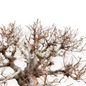 Zelkova Serrata - Olmo - 33 cm