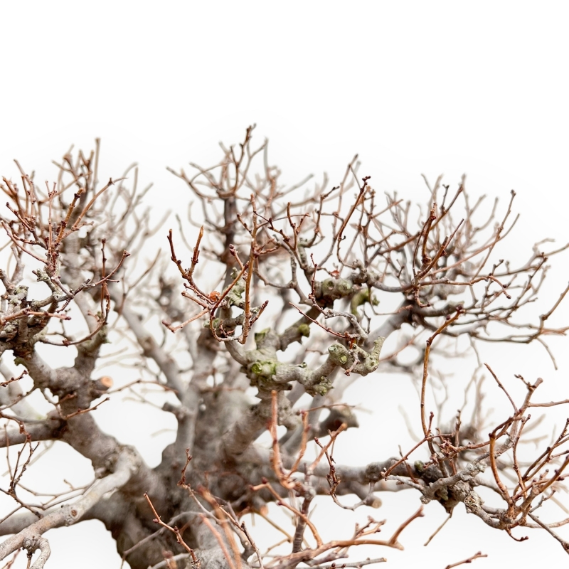 Zelkova Serrata - Olmo - 33 cm