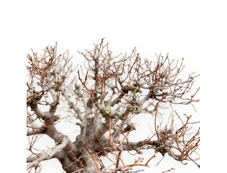 Zelkova Serrata - Ulmen - 33 cm