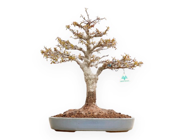 Acer Buergerianum - Arce - 53 cm