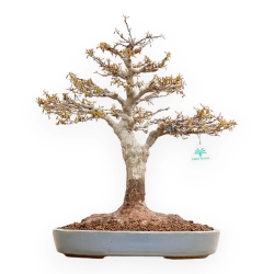 Acer Buergerianum - Maple - 53 cm