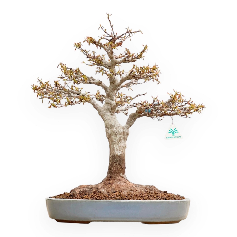 Acer Buergerianum - Maple - 53 cm