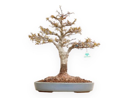 Acer Buergerianum - Maple - 53 cm