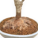Acer Buergerianum - Maple - 53 cm