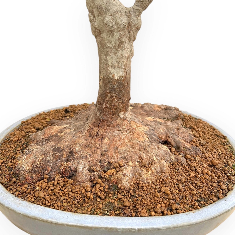 Acer Buergerianum - Maple - 53 cm