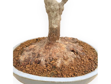 Acer Buergerianum - Érable - 53 cm