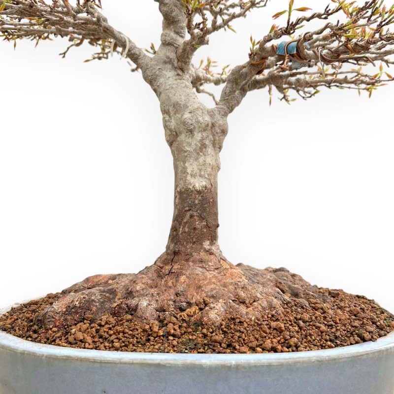 Acer Buergerianum - Maple - 53 cm