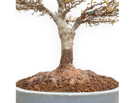 Acer Buergerianum - Érable - 53 cm