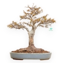 Acer Buergerianum - Maple - 53 cm